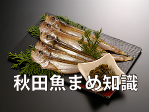 秋田魚まめ知識