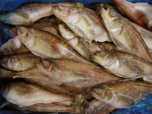 子持ハタハタIQF 3L 5kg