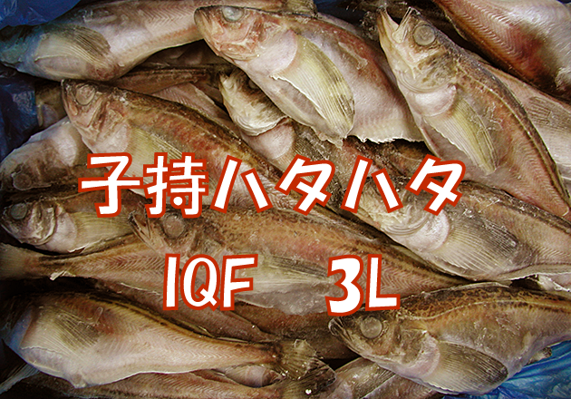 子持ハタハタIQF 3L 5kg