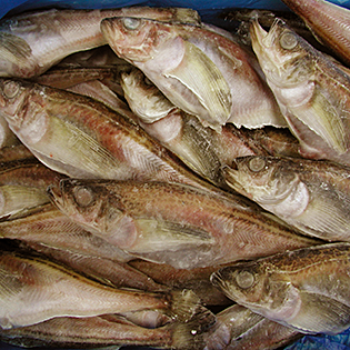 子持ハタハタIQF 3L 5kg