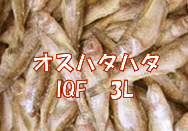 オスハタハタIQF 3L